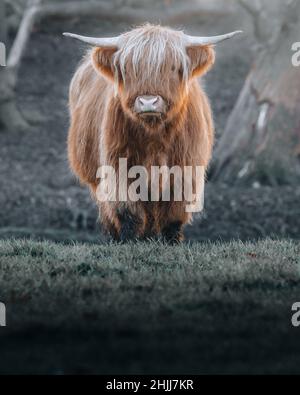 A vertical shot of the Highland cattle standing on the green meadow ...