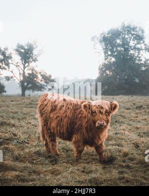 A vertical shot of the Highland cattle standing on the mud with green ...