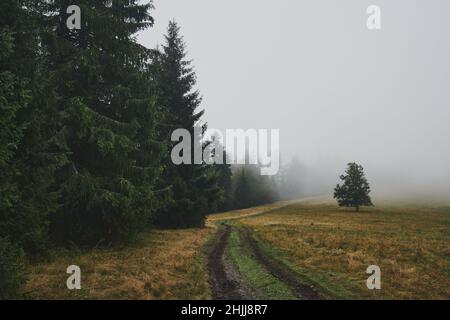 Mountain meadow and coniferous forest in the morning misty fog. Stock Photo
