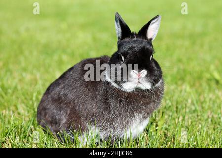 Little black rabbit on green grass background. Netherland Dwarf Rabbit on spring lawn. Stock Photo
