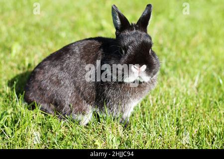 Little black rabbit on green grass background. Netherland Dwarf Rabbit on spring lawn. Stock Photo
