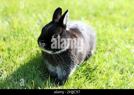 Little black rabbit on green grass background. Netherland Dwarf Rabbit on spring lawn. Stock Photo