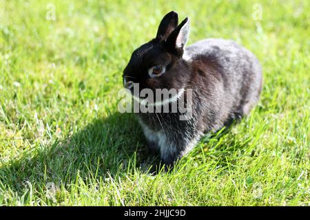 Little black rabbit on green grass background. Netherland Dwarf Rabbit on spring lawn. Stock Photo