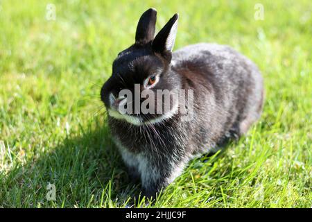 Little black rabbit on green grass background. Netherland Dwarf Rabbit on spring lawn. Stock Photo