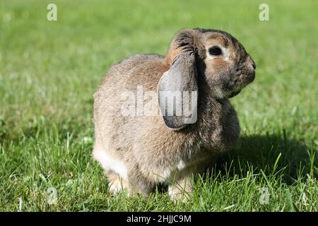Brown Lop-earred rabbit on spring green grass background. Stock Photo