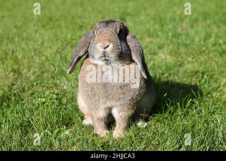 Brown Lop-earred rabbit on spring green grass background. Stock Photo