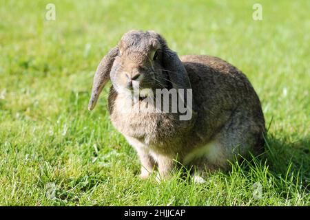 Brown Lop-earred rabbit on spring green grass background. Stock Photo