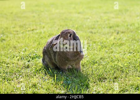 Brown Lop-earred rabbit on spring green grass background. Stock Photo