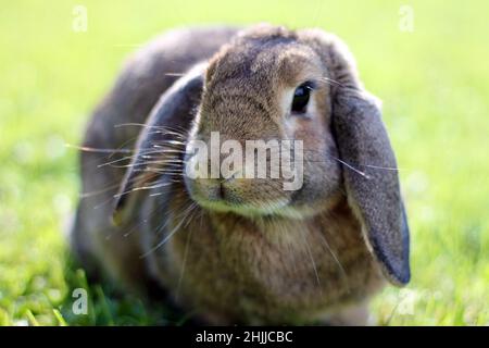 Brown Lop-earred rabbit on spring green grass background. Stock Photo