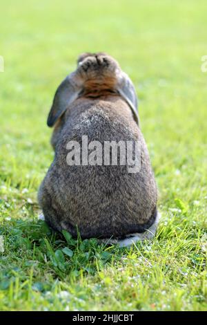 Brown Lop-earred rabbit on spring green grass background. Back view. Stock Photo