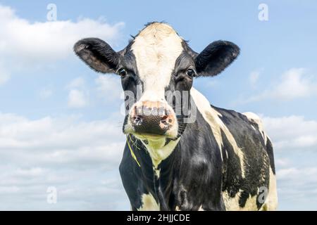 Cow portrait black and white, silly gentle look, pink nose and in front of a blue sky white clouds Stock Photo