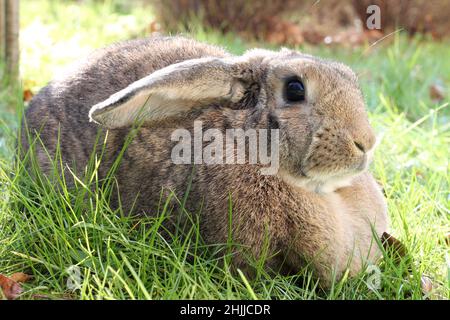 Brown Lop-earred rabbit on spring green grass background. Stock Photo
