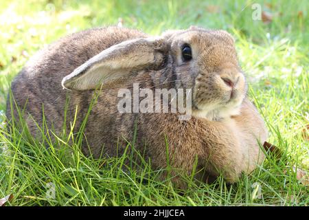 Brown Lop-earred rabbit on spring green grass background. Stock Photo