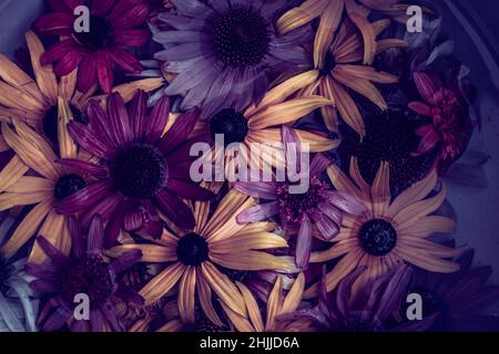 yellow, pink, white, green and purple echinacea and rudbeckia flowers on water surface Stock Photo