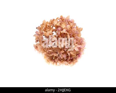 Dried flower isolated on white background Stock Photo