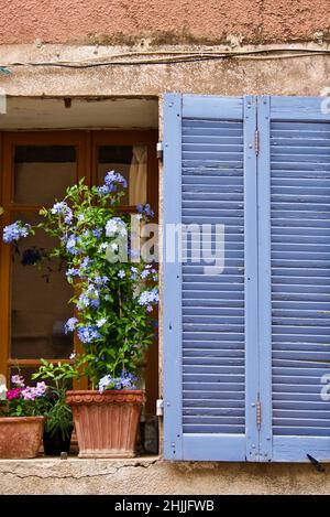 Window with blue window shutter and a flowering Blue Plumbago plant in Provence in France. Stock Photo