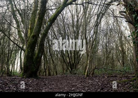 Woodgate Valley Country Park in winter, West Midlands, England, UK Stock Photo