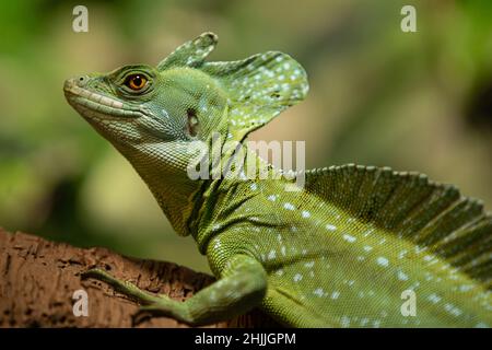 A closeup shot of a green common basilisk on a blurred background Stock Photo