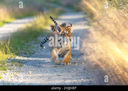 Pair of cute Bengal tiger cubs on a walk behind each other on a forest road in sunny day. Horizontally. Stock Photo