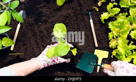 The sprout in the hands of the gardener is ready for transplanting. Planting eggplant seedlings in open ground. Planting vegetable plants in the garde Stock Photo