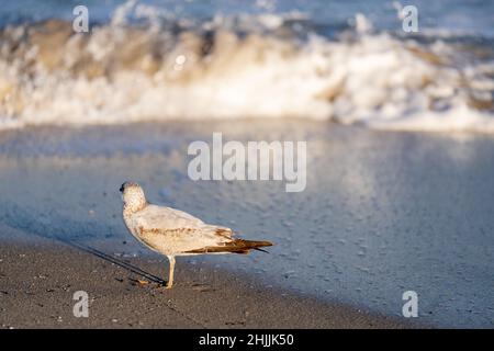 Seagull looking at the crashing ocean waves Stock Photo