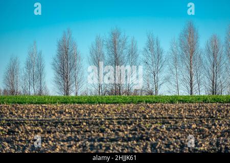 Trees without leaves behind the plowed field, spring day Stock Photo