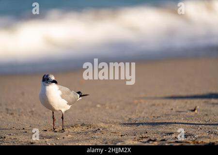 Single seagull on the beach sand Stock Photo