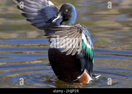 Northern Shoveler duck displays courtship and bonding in wing flapping behavior at Sweetwater Wetlands in Tucson Stock Photo