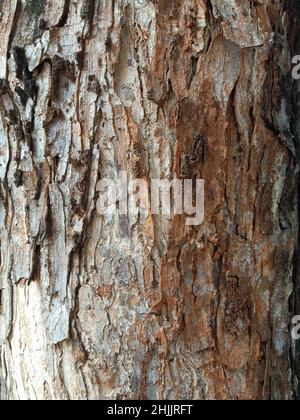 the texture of a fairly large tree trunk with light from the top left Stock Photo