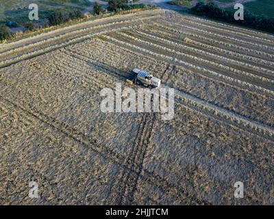 Woodbridge Suffolk UK 21 July 2021: Aerial shot of combine harvesting grains in the middle of the summer harvest season. Farming concept, harvesting c Stock Photo