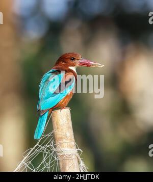 The white-throated kingfisher also known as the white-breasted kingfisher is a tree kingfisher, widely distributed in Asia from the Sinai east through Stock Photo