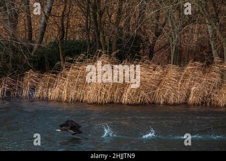 Dorney, UK. 29th January, 2022. A cormorant is pictured on the Jubilee River. The Jubilee River is a 11.6km hydraulic channel constructed between 1995-2006 to alleviate flooding to areas in and around Maidenhead, Windsor and Eton. Credit: Mark Kerrison/Alamy Live News Stock Photo