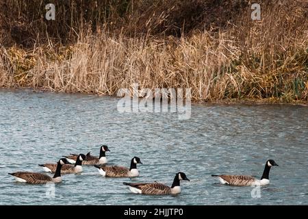 Dorney, UK. 29th January, 2022. Canada geese are pictured on the Jubilee River. The Jubilee River is a 11.6km hydraulic channel constructed between 1995-2006 to alleviate flooding to areas in and around Maidenhead, Windsor and Eton. Credit: Mark Kerrison/Alamy Live News Stock Photo