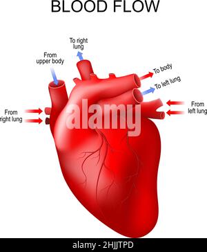 human heart anatomy. arrows show the normal direction of blood flow. Vector poster Stock Vector