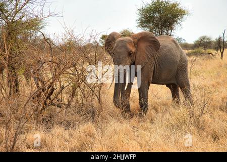 African elephant, Loxodonta africana, in front of a scrub in Meru National Park in Kenya. Stock Photo