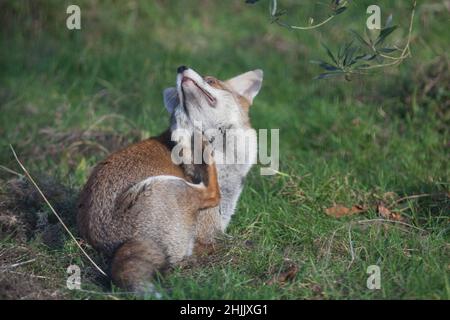 UK weather, London, 30 January 2022: a dog foxes relaxes in the sunshine in a garden in Clapham, south London. After the high winds of Storm Malik, today was calm, clear and sunny. Anna Watson/Alamy Live News Stock Photo