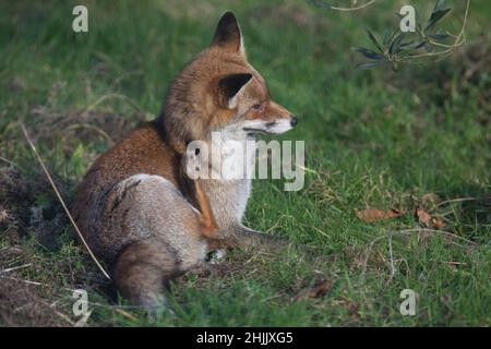 UK weather, London, 30 January 2022: a dog foxes relaxes in the sunshine in a garden in Clapham, south London. After the high winds of Storm Malik, today was calm, clear and sunny. Anna Watson/Alamy Live News Stock Photo