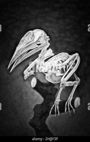 Illustrations Rhino bird skeleton, (Latin Bucerotidae.) - A family of birds coraciiformes squad,birds Stock Photo