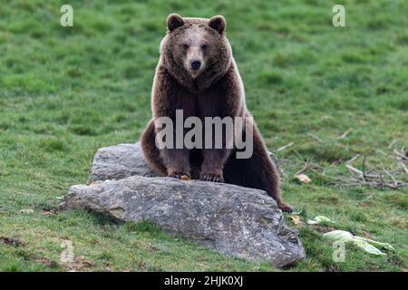 Brown bear sit on the rock Stock Photo