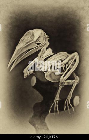 Illustrations Rhino bird skeleton, (Latin Bucerotidae.) - A family of birds coraciiformes squad,birds Stock Photo