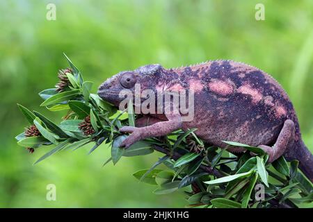 Female panther chameleon on a branch, Indonesia Stock Photo