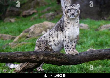 Portrait of a snow leopard in the meadow Stock Photo