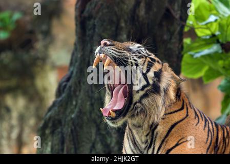 Portrait of a Sumatran tiger roaring, Indonesia Stock Photo