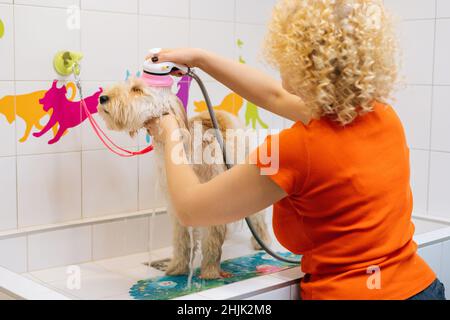 Female groomer washing obedient curly-haired Labradoodle dog with shower sprayer in bathtub at grooming salon. Stock Photo