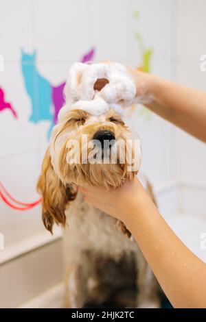 Close-up vertical shot of happy curly Labradoodle dog, female groomer washing head with shampoo in bathtub at grooming salon. Stock Photo