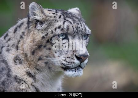 Portrait of a snow leopard in the meadow Stock Photo