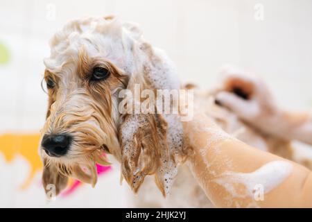 Close-up muzzle of cute obedient curly Labradoodle dog, female groomer washing pet with shampoo in bathroom at grooming salon. Stock Photo