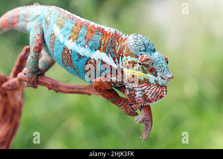 Multi coloured panther chameleon on a branch, Indonesia Stock Photo