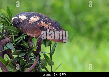 Female panther chameleon on a branch, Indonesia Stock Photo