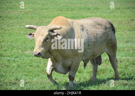 Rodeo bull Stock Photo